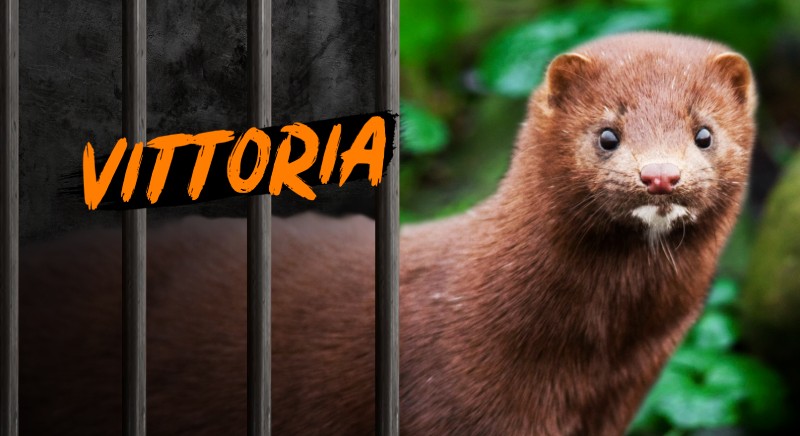 visoni vietato allevamento resizenew - copia